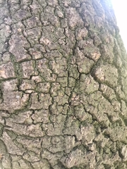 Fraxinus