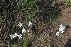 Narcissus deficiens