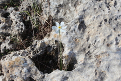 Narcissus deficiens