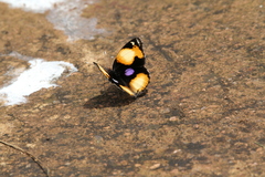 Junonia hierta cebrene