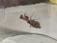 Raptrix occidentalis