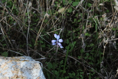 Muscari parviflorum