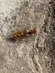Raptrix occidentalis