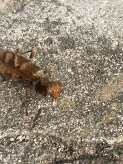 Raptrix occidentalis