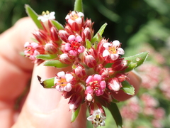 Crassula alba