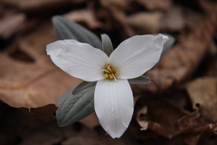 Trillium nivale