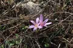 Colchicum stevenii