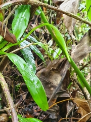 Epidendrum angustilobum