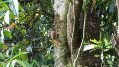 Lepidocolaptes souleyetii