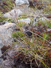 Rytidosperma nigricans