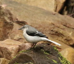 Motacilla clara