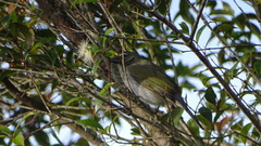 Saltator striatipectus