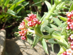Crassula alba