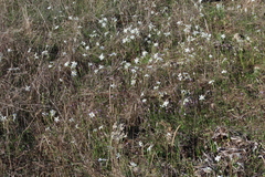 Narcissus deficiens