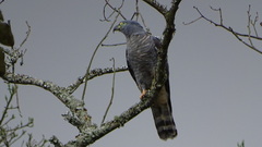 Chondrohierax uncinatus