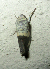 Acontia trychaenoides