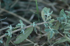 Buddleja scordioides