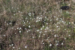 Narcissus deficiens