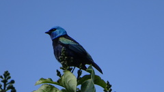 Stilpnia cyanicollis