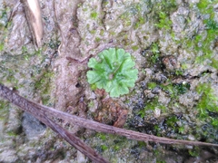 Riccia glauca