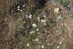 Narcissus deficiens