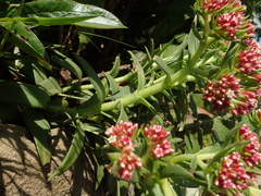 Crassula alba