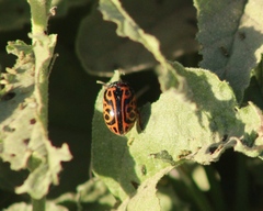 Calligrapha serpentina