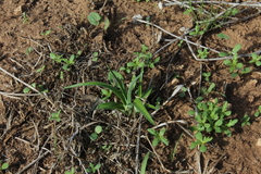 Iris palaestina