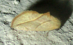 Neaxestis acutangula