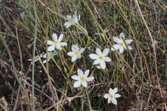 Narcissus deficiens