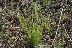 Narcissus deficiens