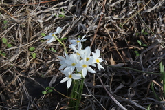 Narcissus deficiens