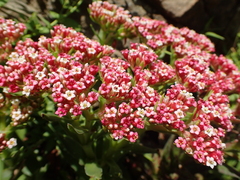 Crassula alba