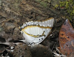 Polyura eudamippus