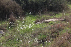 Narcissus deficiens