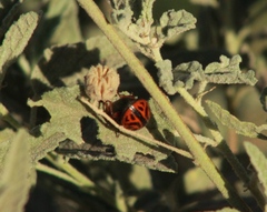 Calligrapha serpentina