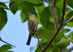 Cyclarhis gujanensis