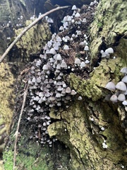 Coprinellus disseminatus