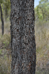 Corymbia erythrophloia
