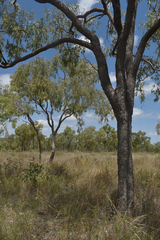 Corymbia erythrophloia