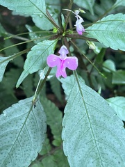 Impatiens hochstetteri