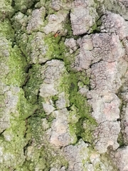 Formicidae