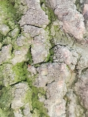 Formicidae