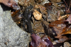 Desmognathus conanti
