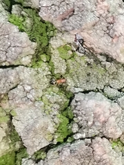 Formicidae