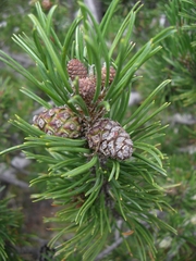 Pinus mugo