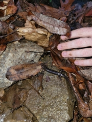 Desmognathus conanti