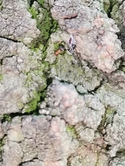 Formicidae
