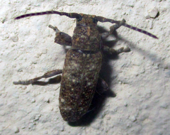 Apomecyna