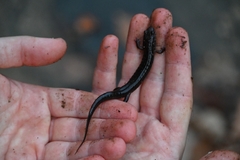 Desmognathus conanti